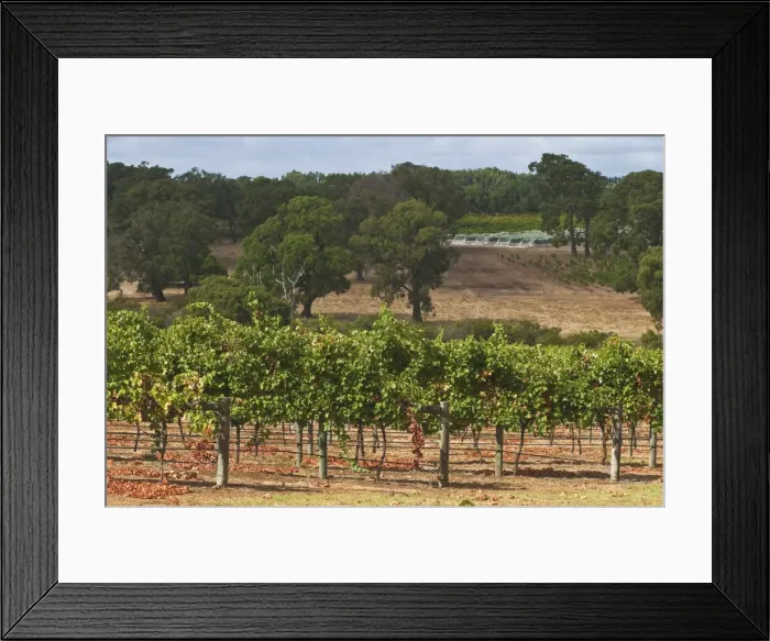 Framed Print : Winery vineyard in the famous wine growing region of Margaret River, Augusta-Margaret Shire Framed Print : Winery vineyard in the famous wine growing region of Margaret River, Augusta-Margaret Shire