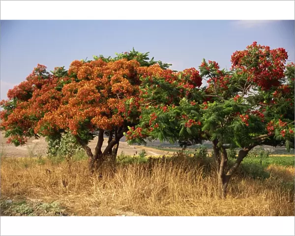 Flame tree, Jordan, Middle East