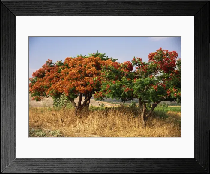 Framed Print : Flame tree, Jordan, Middle East Framed Print : Flame tree, Jordan, Middle East