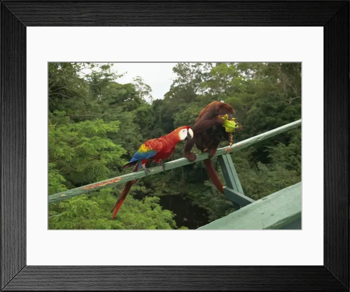 Framed Print : Macaw and monkey compete for fruit, Amazon area, Brazil, South America Framed Print : Macaw and monkey compete for fruit, Amazon area, Brazil, South America