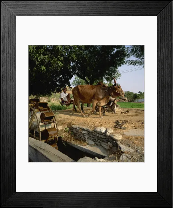Framed Print : Farmer drawing water from well, Rajasthan, India, Asia Framed Print : Farmer drawing water from well, Rajasthan, India, Asia