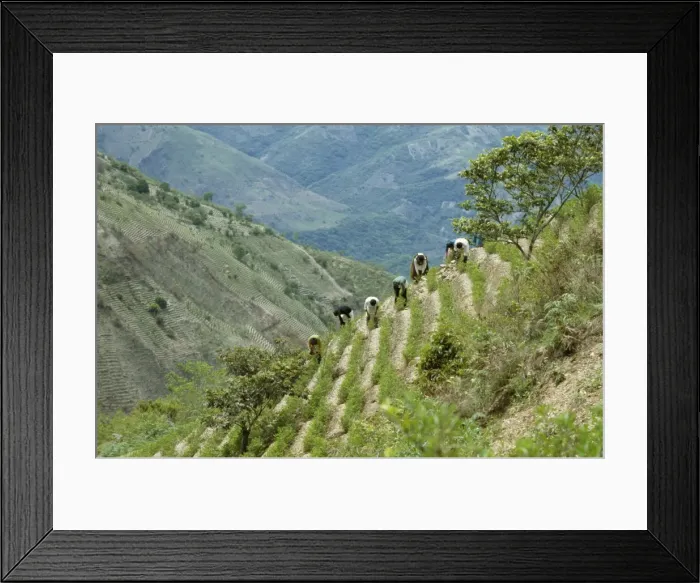 Framed Print : Harvesting coca leaves, South Yungus, Bolivia, South America Framed Print : Harvesting coca leaves, South Yungus, Bolivia, South America