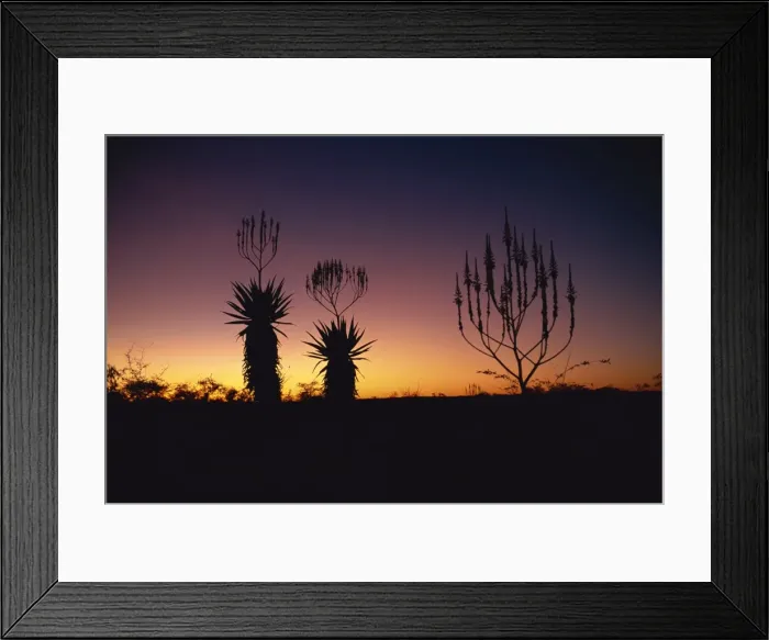 Framed Print : Aloe species in desert scrubland on the border of Botswana, Namibia, Africa