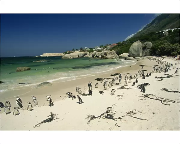 Colony of jackass penguins, Boulders Beach, near Simons Town, False Bay