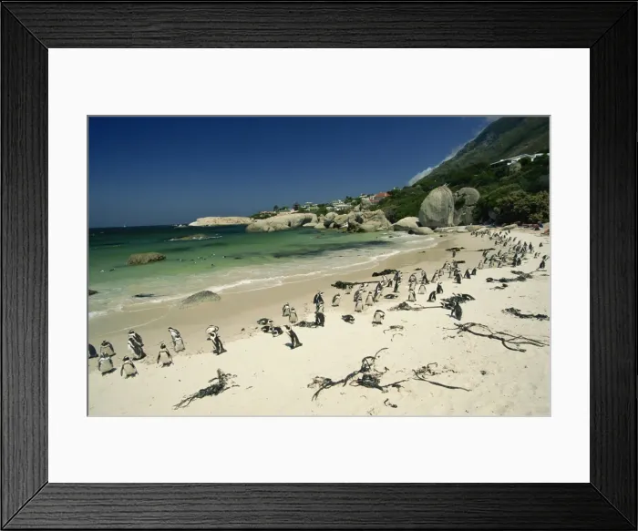 Framed Print : Colony of jackass penguins, Boulders Beach, near Simons Town, False Bay Framed Print : Colony of jackass penguins, Boulders Beach, near Simons Town, False Bay