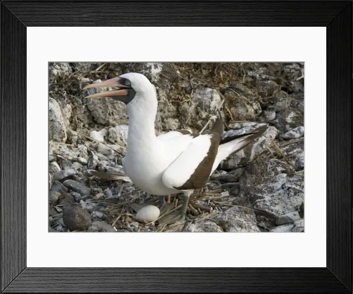 Framed Print : Nazca booby nesting, Espanola Island, Galapagos, Ecuador, South America Framed Print : Nazca booby nesting, Espanola Island, Galapagos, Ecuador, South America
