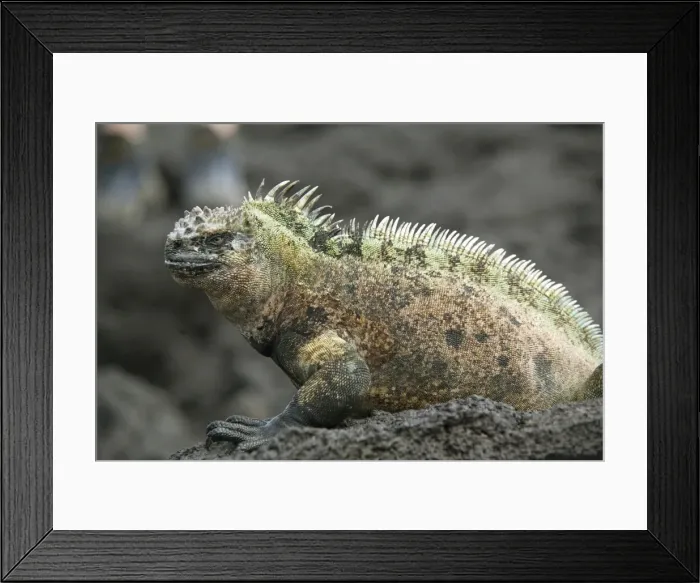 Framed Print : Marine iguana, Fernandina Island, Galapagos, Ecuador, South America Framed Print : Marine iguana, Fernandina Island, Galapagos, Ecuador, South America