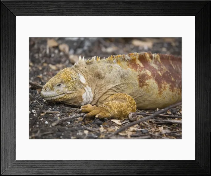 Framed Print : Land iguana, Isabela Island, Galapagos, Ecuador, South America Framed Print : Land iguana, Isabela Island, Galapagos, Ecuador, South America