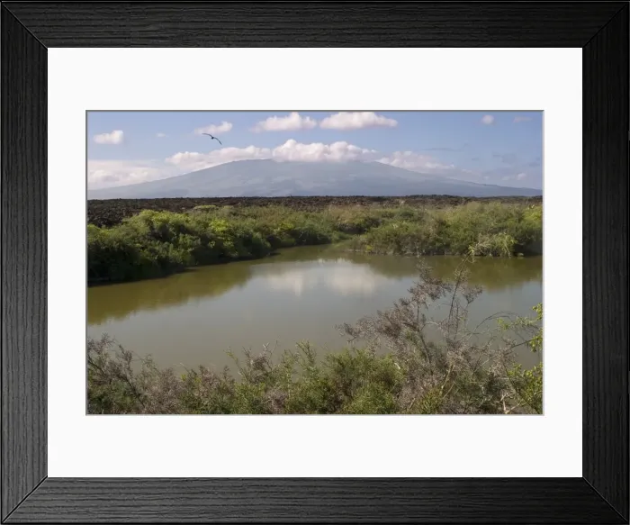 Framed Print : Punta Morena Lava field, Isabela Island, Galapagos, Ecuador, South America Framed Print : Punta Morena Lava field, Isabela Island, Galapagos, Ecuador, South America