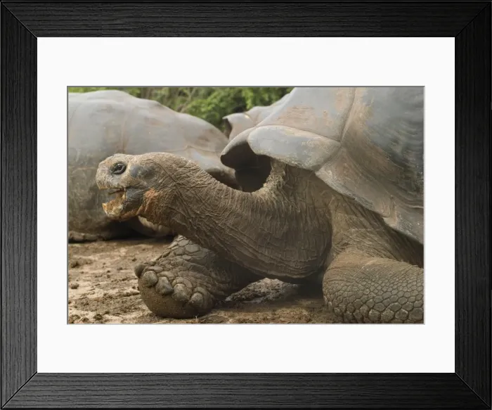 Framed Print : Giant tortoise, Darwin Research Station, Santa Cruz island, Galapagos, Ecuador Framed Print : Giant tortoise, Darwin Research Station, Santa Cruz island, Galapagos, Ecuador