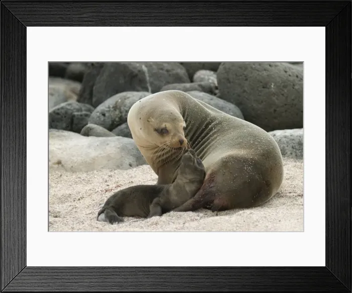 Framed Print : Sea lion and pup, Santa Cruz Island, Galapagos, Ecuador, South America Framed Print : Sea lion and pup, Santa Cruz Island, Galapagos, Ecuador, South America