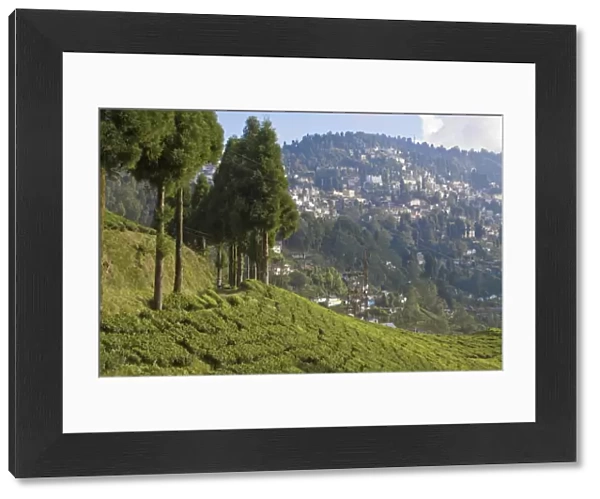 Happy Valley Tea Estate, Darjeeling, West Bengal, India, Asia