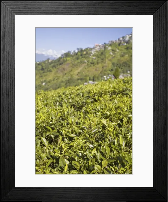 Framed Print : Happy Valley Tea Estate, Darjeeling, West Bengal, India, Asia Framed Print : Happy Valley Tea Estate, Darjeeling, West Bengal, India, Asia