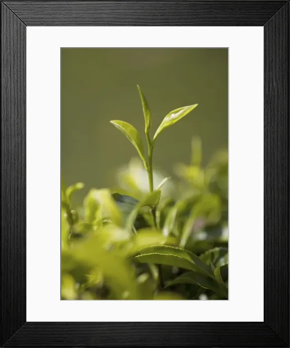 Framed Print : High quality tea leaves, the top two leaves and a bud are used for First Flush or Second Flush teas Framed Print : High quality tea leaves, the top two leaves and a bud are used for First Flush or Second Flush teas