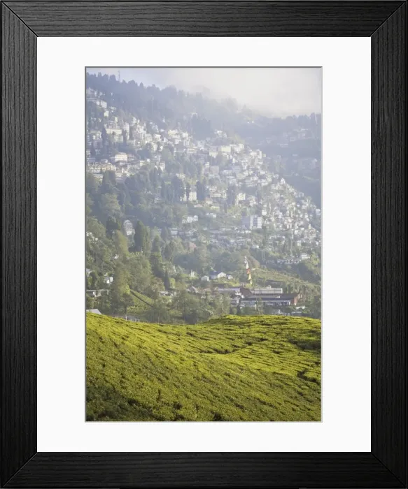 Framed Print : Happy Valley Tea Estate, Darjeeling, West Bengal, India, Asia Framed Print : Happy Valley Tea Estate, Darjeeling, West Bengal, India, Asia