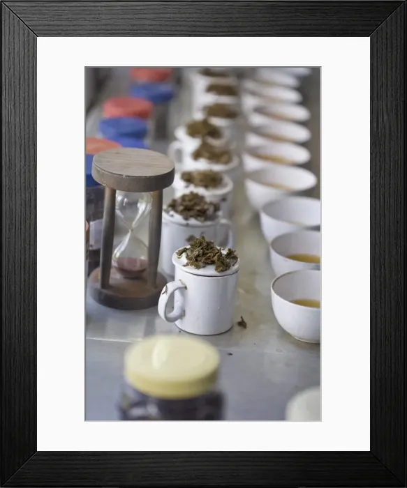 Framed Print : Tea tasting, Factory, Goomtee Tea Estate, Kurseong, West Bengal, India, Asia Framed Print : Tea tasting, Factory, Goomtee Tea Estate, Kurseong, West Bengal, India, Asia