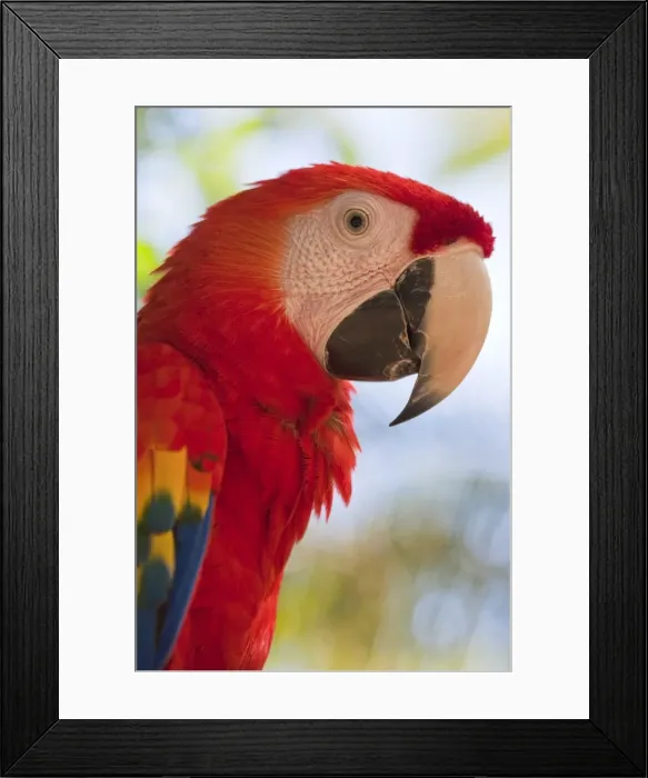 Framed Print : Scarlet macaw, Roatan, Bay Islands, Honduras, Central America Framed Print : Scarlet macaw, Roatan, Bay Islands, Honduras, Central America