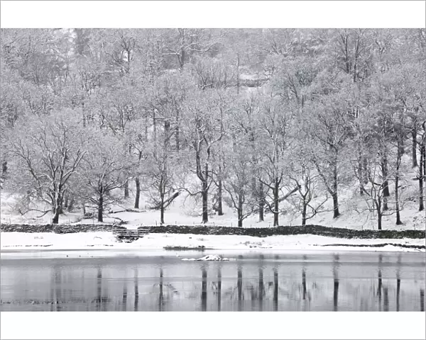 Snow-covered trees on the shore of Rydal Water, near Ambleside, Lake District National Park