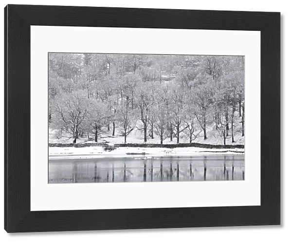 Snow-covered trees on the shore of Rydal Water, near Ambleside, Lake District National Park