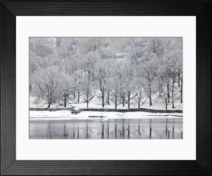 Framed Print : Snow-covered trees on the shore of Rydal Water, near Ambleside, Lake District National Park Framed Print : Snow-covered trees on the shore of Rydal Water, near Ambleside, Lake District National Park
