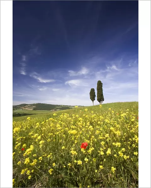 Field of poppies and oil seed with two cypress trees on brow of hill, near Pienza