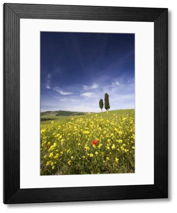 Framed Print : Field of poppies and oil seed with two cypress trees on brow of hill, near Pienza