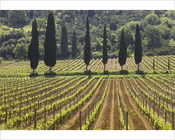 Vineyard and cypress trees, San Antimo, Tuscany, Italy, Europe