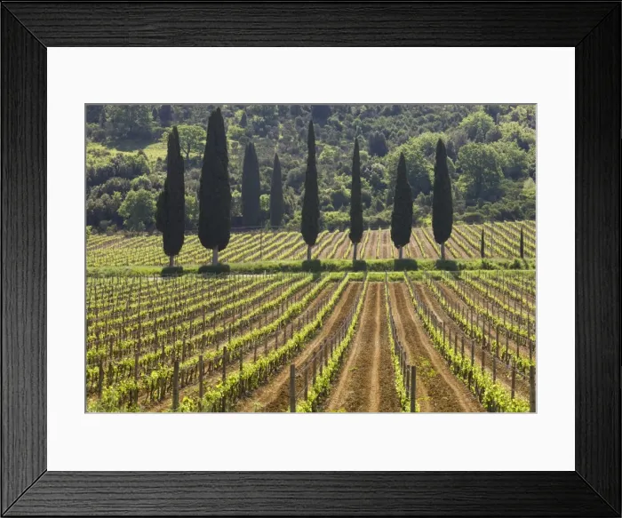 Framed Print : Vineyard and cypress trees, San Antimo, Tuscany, Italy, Europe Framed Print : Vineyard and cypress trees, San Antimo, Tuscany, Italy, Europe