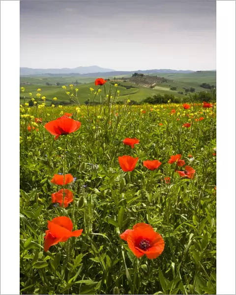Poppy field and rolling countryside near Pienza, Tuscany, Italy, Europe