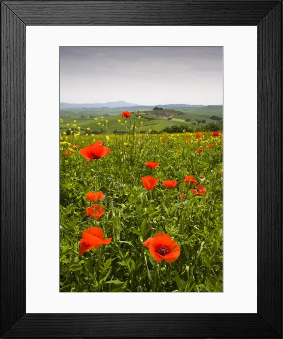 Framed Print : Poppy field and rolling countryside near Pienza, Tuscany, Italy, Europe