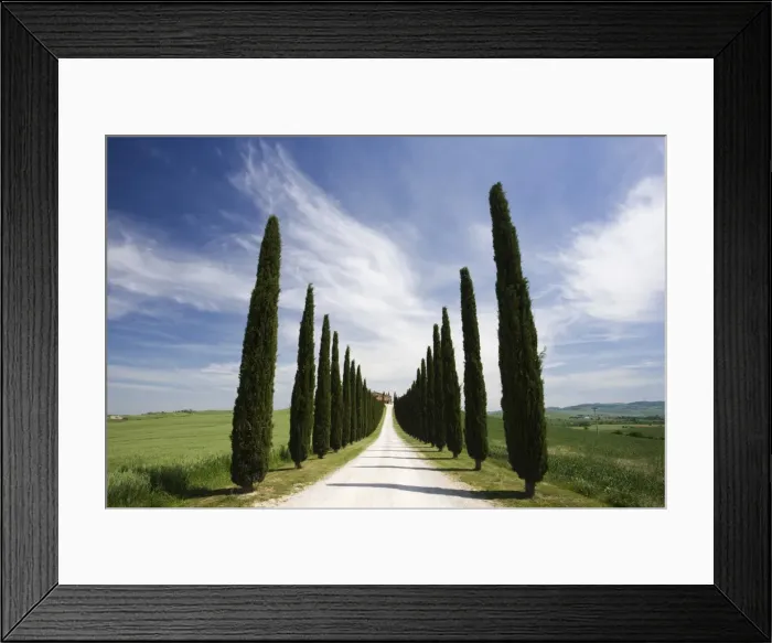 Framed Print : Avenues of cypress trees and driveway leading to farmhouse, near Pienza Framed Print : Avenues of cypress trees and driveway leading to farmhouse, near Pienza