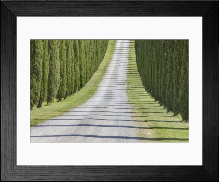 Framed Print : Abstract view of cypress trees and their shadows across gravel road, near Pienza Framed Print : Abstract view of cypress trees and their shadows across gravel road, near Pienza