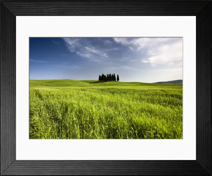 Framed Print : Group of cypress trees on ridge above field of cereal crops, near San Quirico d Orcia Framed Print : Group of cypress trees on ridge above field of cereal crops, near San Quirico d Orcia
