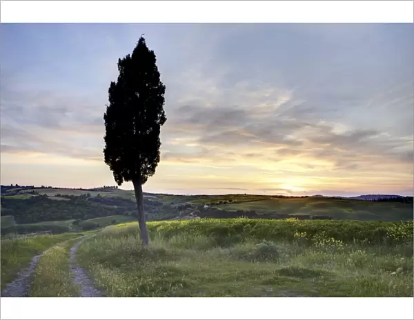 Lone cypress tree at sunset, near Pienza, Tuscany, Italy, Europe