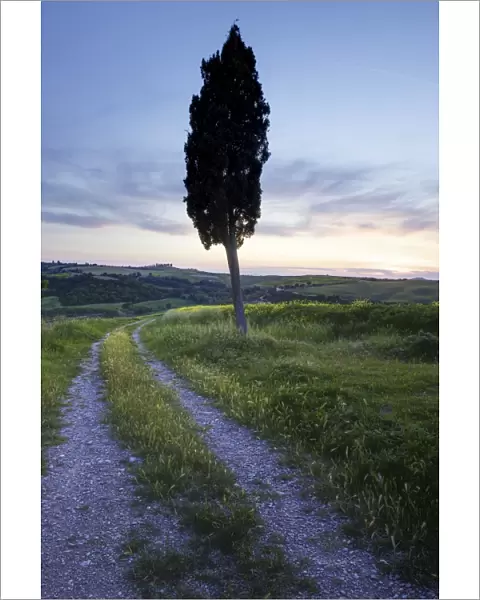 Lone cypress tree at sunset, near Pienza, Tuscany, Italy, Europe