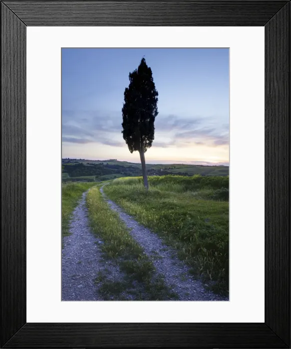 Framed Print : Lone cypress tree at sunset, near Pienza, Tuscany, Italy, Europe Framed Print : Lone cypress tree at sunset, near Pienza, Tuscany, Italy, Europe