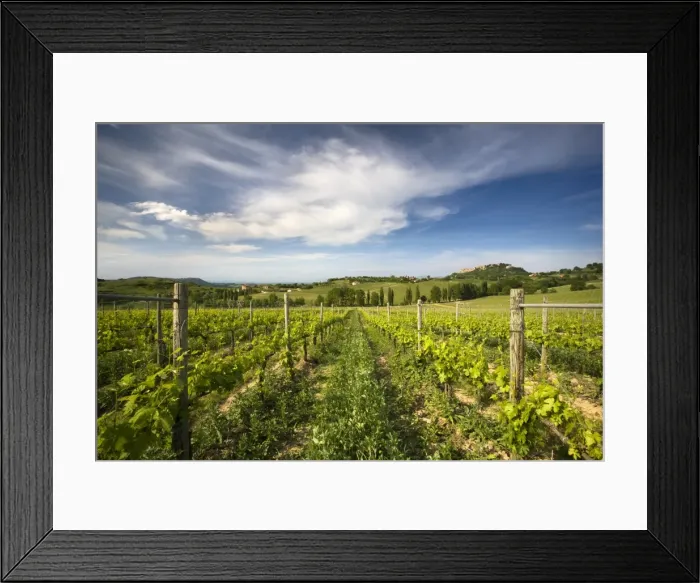 Framed Print : Vineyard with the hill town of Montepulciano in the distance, Tuscany, Italy, Europe Framed Print : Vineyard with the hill town of Montepulciano in the distance, Tuscany, Italy, Europe