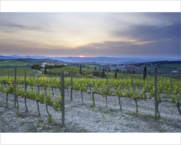 Vineyard at sunset above the village of Torrenieri, near San Quirico d Orcia