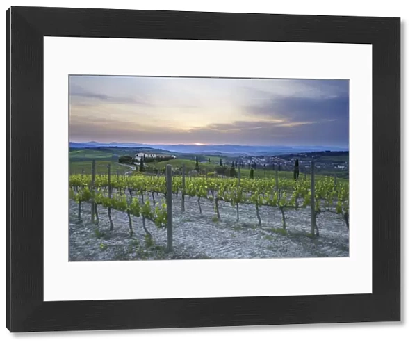 Vineyard at sunset above the village of Torrenieri, near San Quirico d Orcia