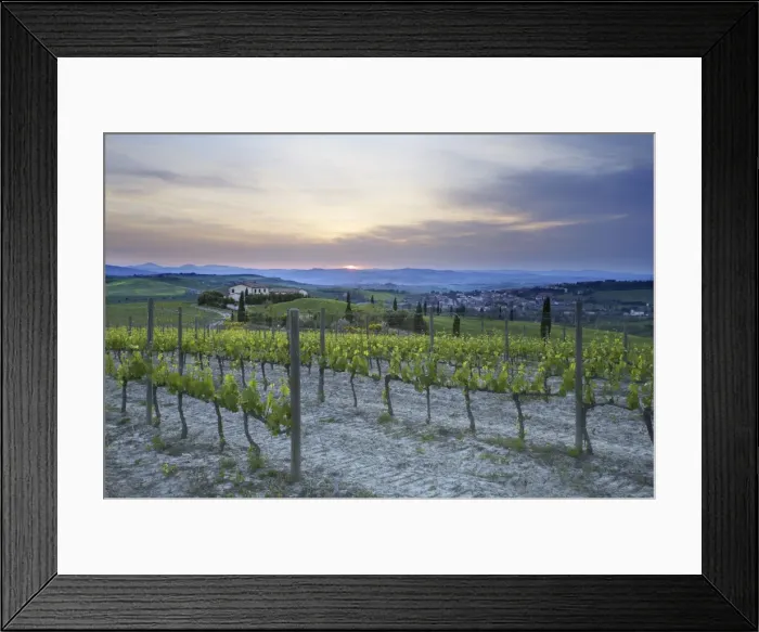 Framed Print : Vineyard at sunset above the village of Torrenieri, near San Quirico d Orcia