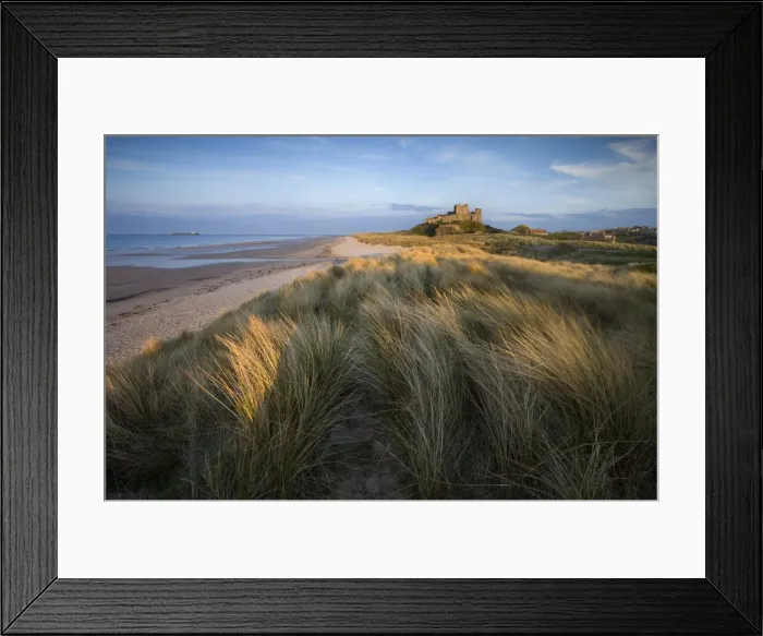 Framed Print : Looking towards Bamburgh Castle bathed in evening light from the dunes above Bamburgh Beach Framed Print : Looking towards Bamburgh Castle bathed in evening light from the dunes above Bamburgh Beach