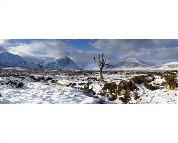 Panoramic view over snow-covered Rannoch Moor towards distant mountains with dead tree bathed in winter light, Highland, Scotland, United