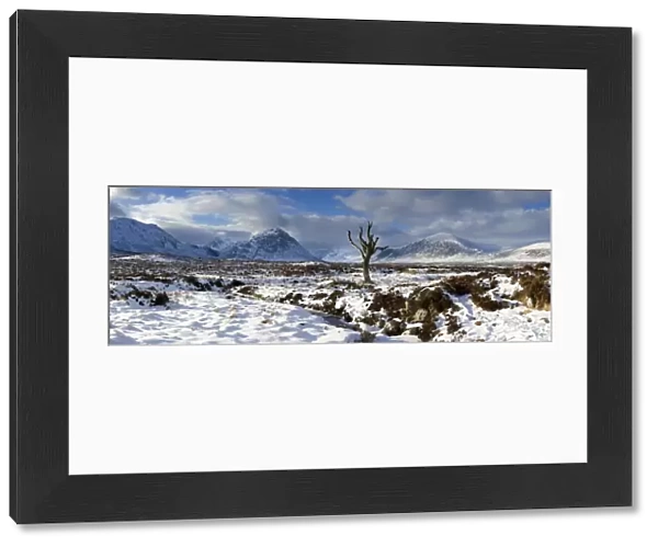 Panoramic view over snow-covered Rannoch Moor towards distant mountains with dead tree bathed in winter light, Highland, Scotland, United