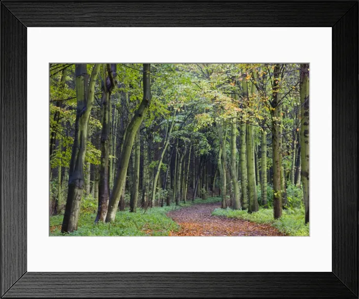 Framed Print : Leaf-covered path through beech woodland in autumn, Alnwick, Northumberland Framed Print : Leaf-covered path through beech woodland in autumn, Alnwick, Northumberland