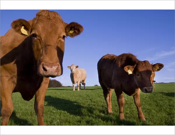 Close-up of cattle, north Exmoor, Devon, England, United Kingdom, Europe