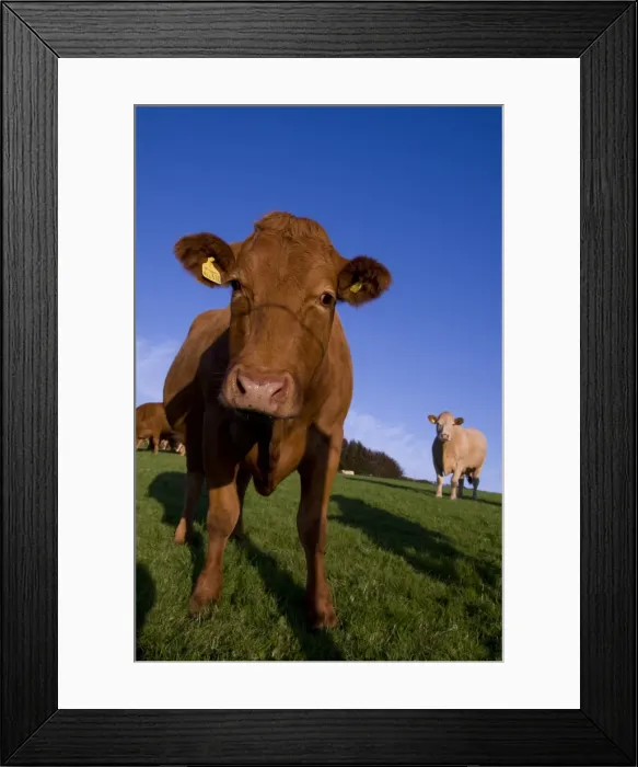Framed Print : Close-up of cattle, north Exmoor, Devon, England, United Kingdom, Europe Framed Print : Close-up of cattle, north Exmoor, Devon, England, United Kingdom, Europe