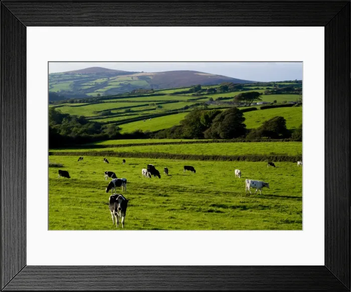 Framed Print : Cattle in landscape, north Exmoor, Devon, England, United Kingdom, Europe Framed Print : Cattle in landscape, north Exmoor, Devon, England, United Kingdom, Europe