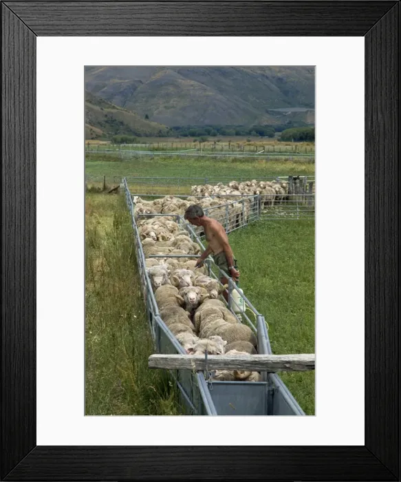 Framed Print : Sheep drenching, central Otago, South Island, New Zealand, Pacific Framed Print : Sheep drenching, central Otago, South Island, New Zealand, Pacific