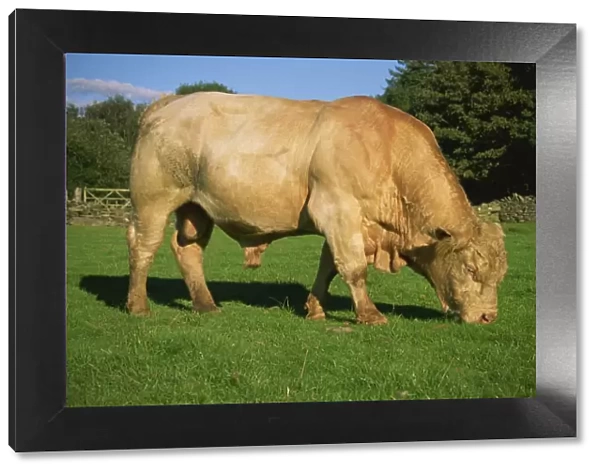 Cherolet bull, Snowdonia National Park, Gwynedd, Wales, United Kingdom, Europe