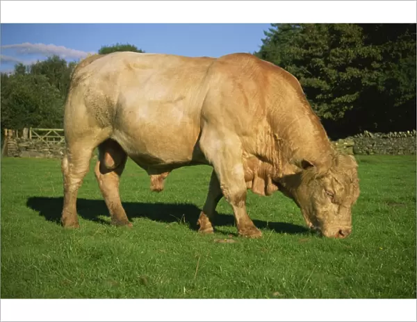 Cherolet bull, Snowdonia National Park, Gwynedd, Wales, United Kingdom, Europe